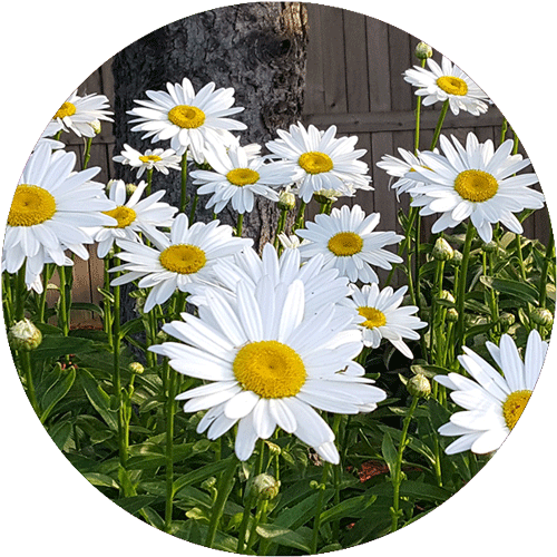 A collection of white Daisy blooms.